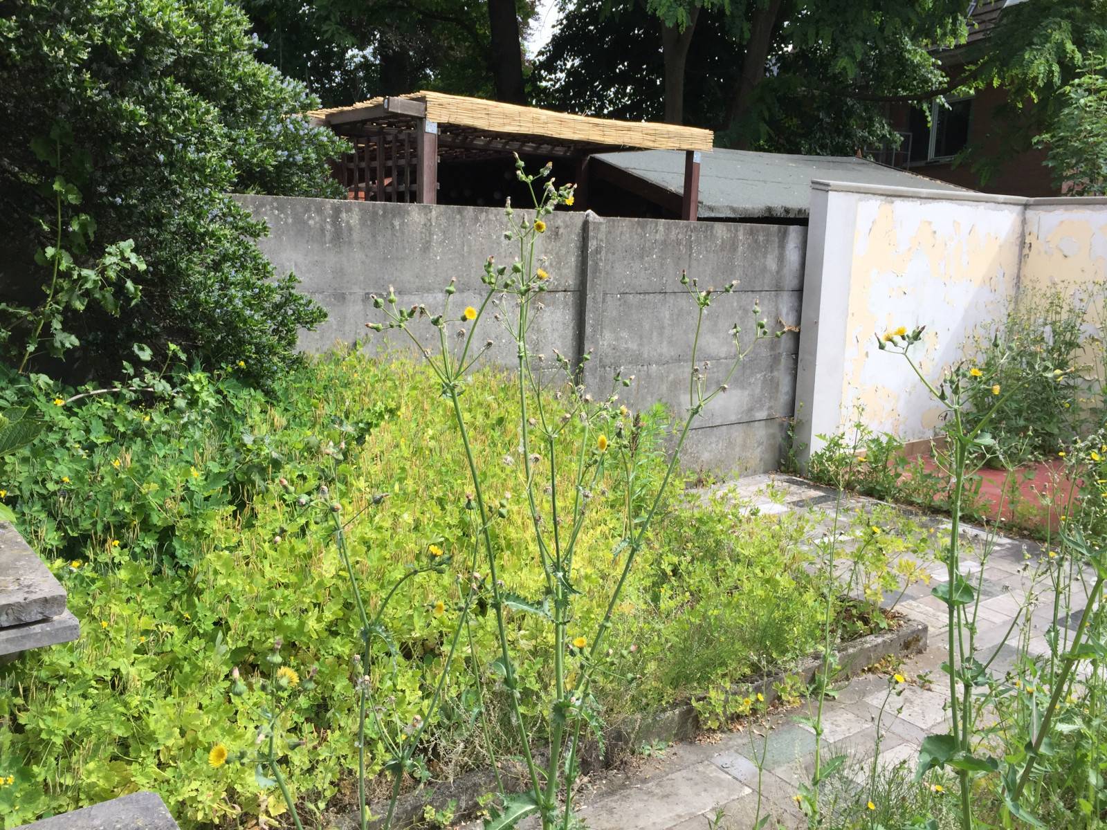 Wilrijk (Antwerpen)-Alfons Wellensstraat-1of8