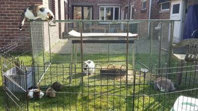 Room - in house or flat - Jozef Hebbelynckstraat - Merelbeke - thumbnail